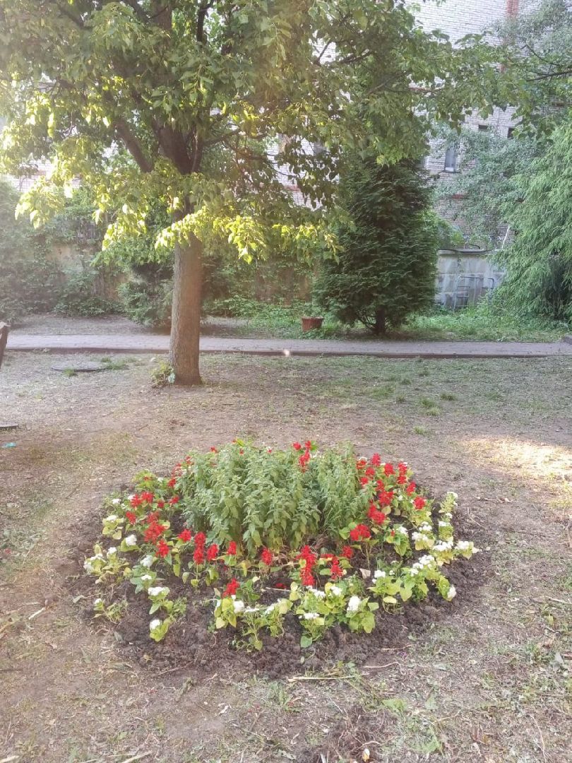 ногинск, благоустройство, цветы, высадка цветов, благосфера, жители, общество,