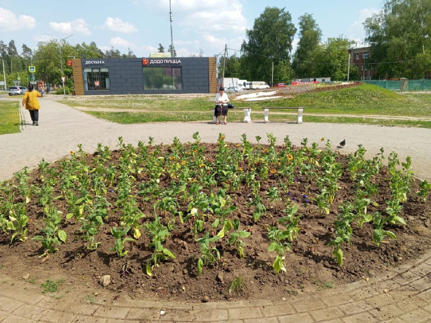 ногинск, благоустройство, цветы, высадка цветов, благосфера, жители, общество,