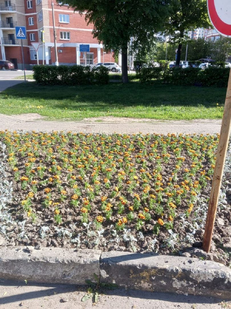 ногинск, благоустройство, цветы, высадка цветов, благосфера, жители, общество,