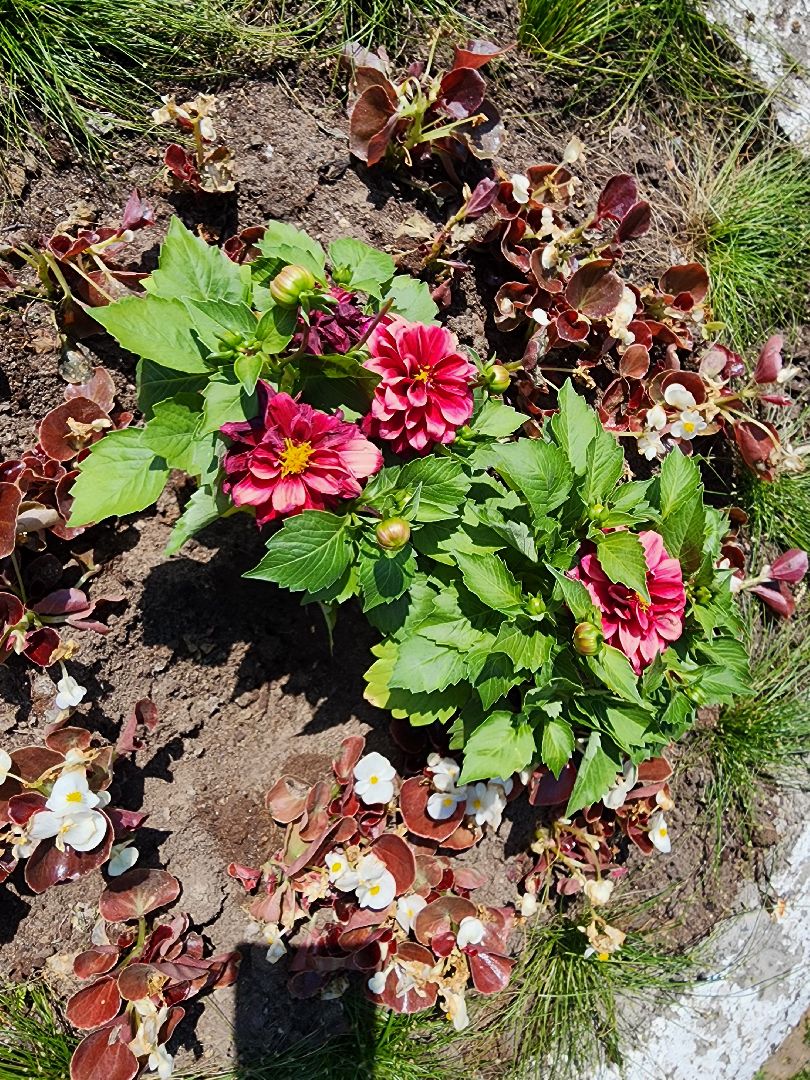 ногинск, благоустройство, цветы, высадка цветов, благосфера, жители, общество,