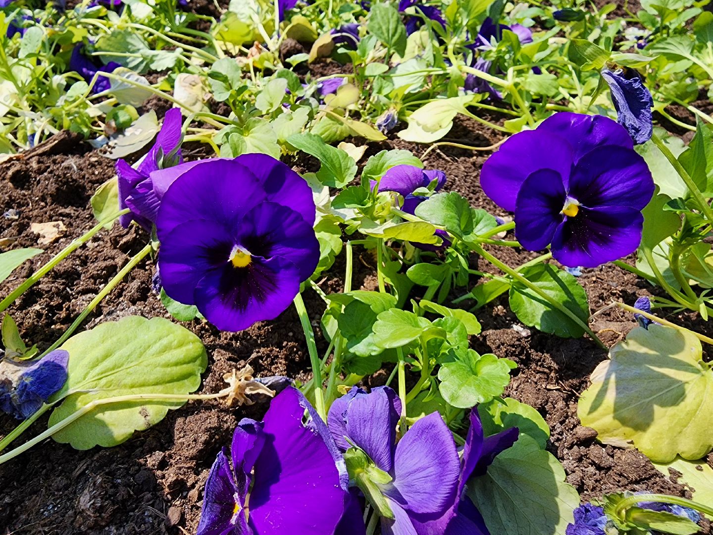 ногинск, благоустройство, цветы, высадка цветов, благосфера, жители, общество,