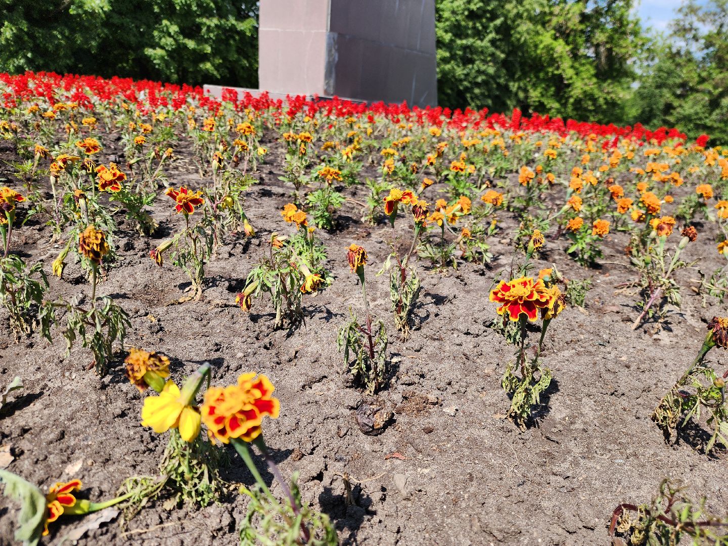 ногинск, благоустройство, цветы, высадка цветов, благосфера, жители, общество,