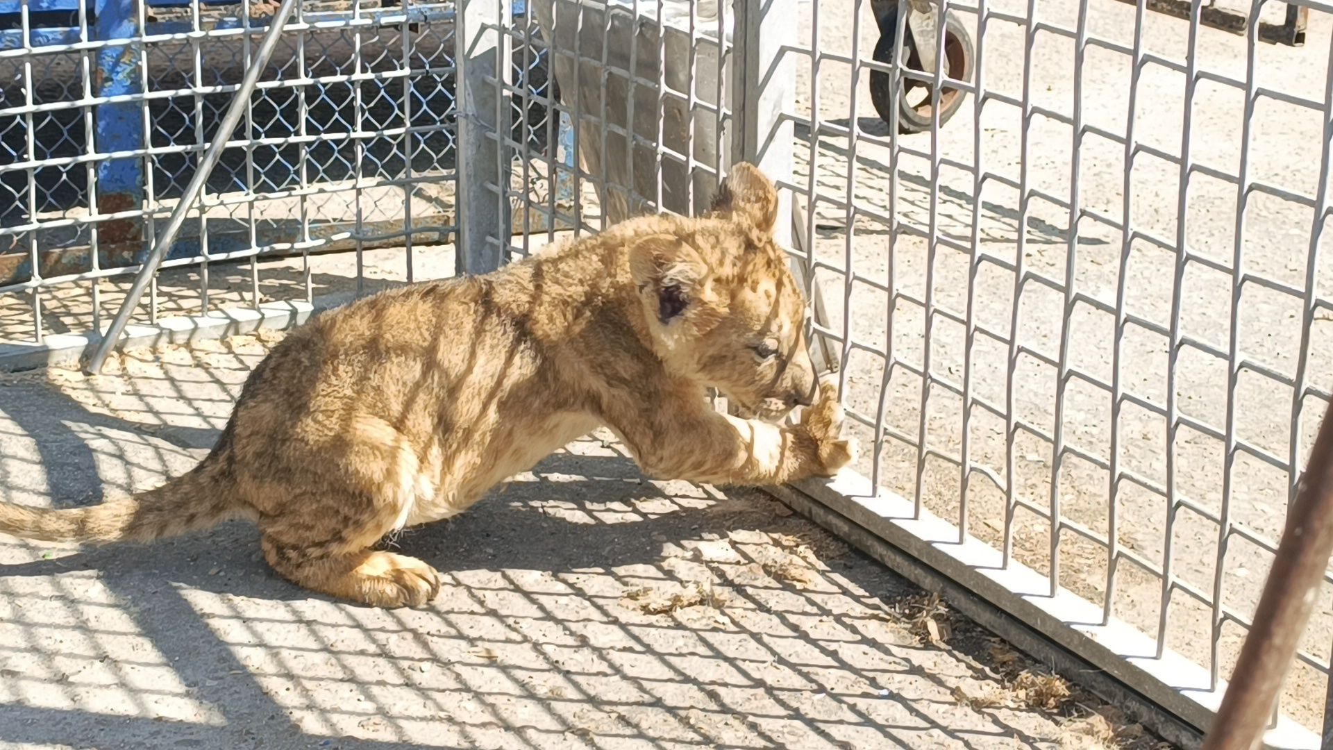 лев, цирк, лобня,