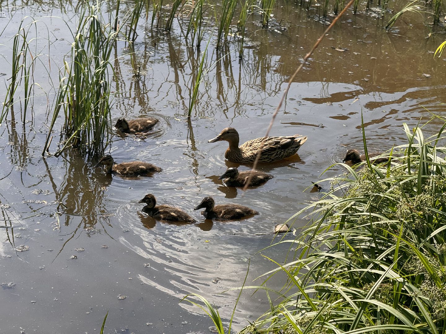 шаховская, утки, утята,