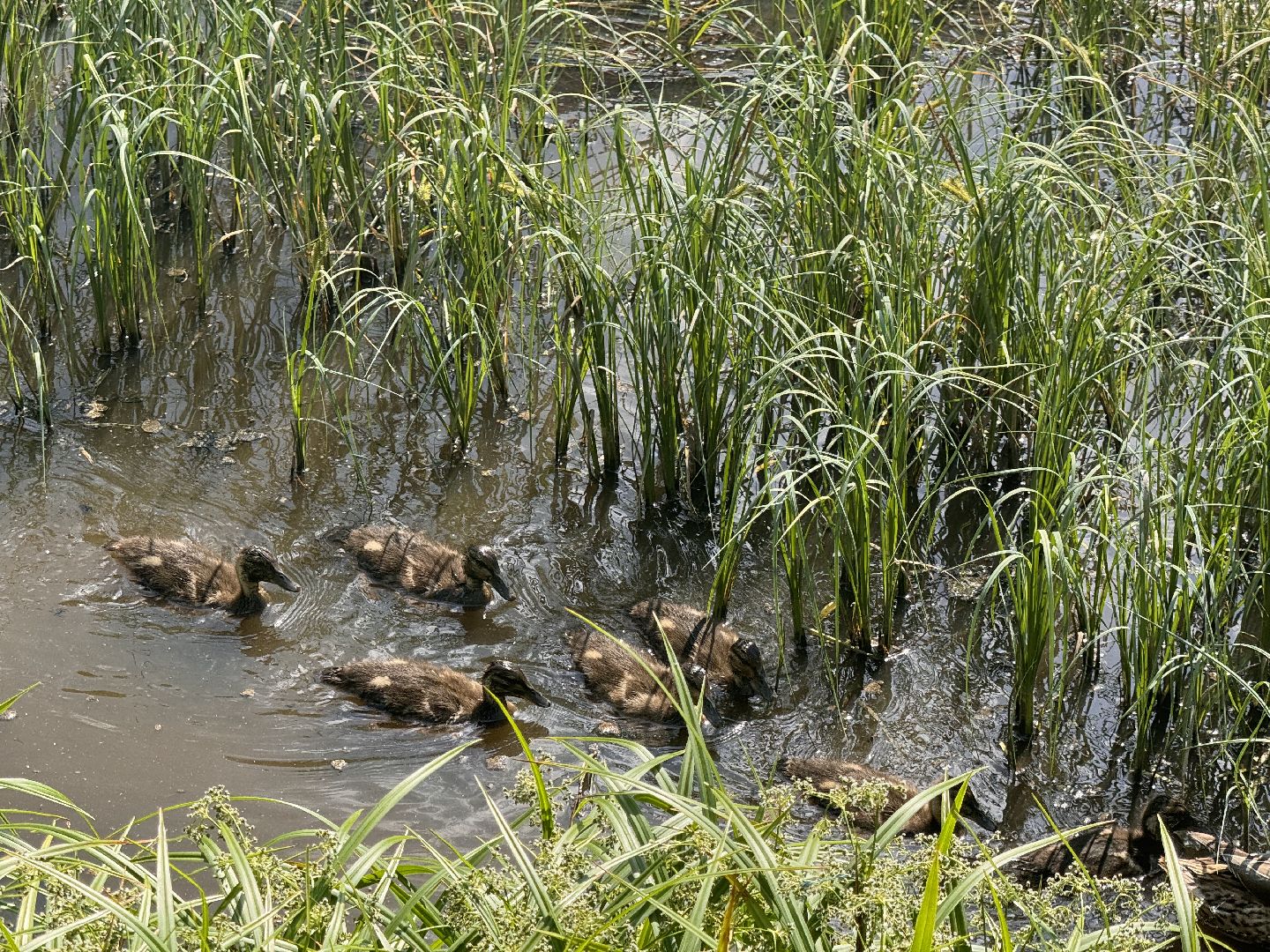 шаховская, утки, утята,