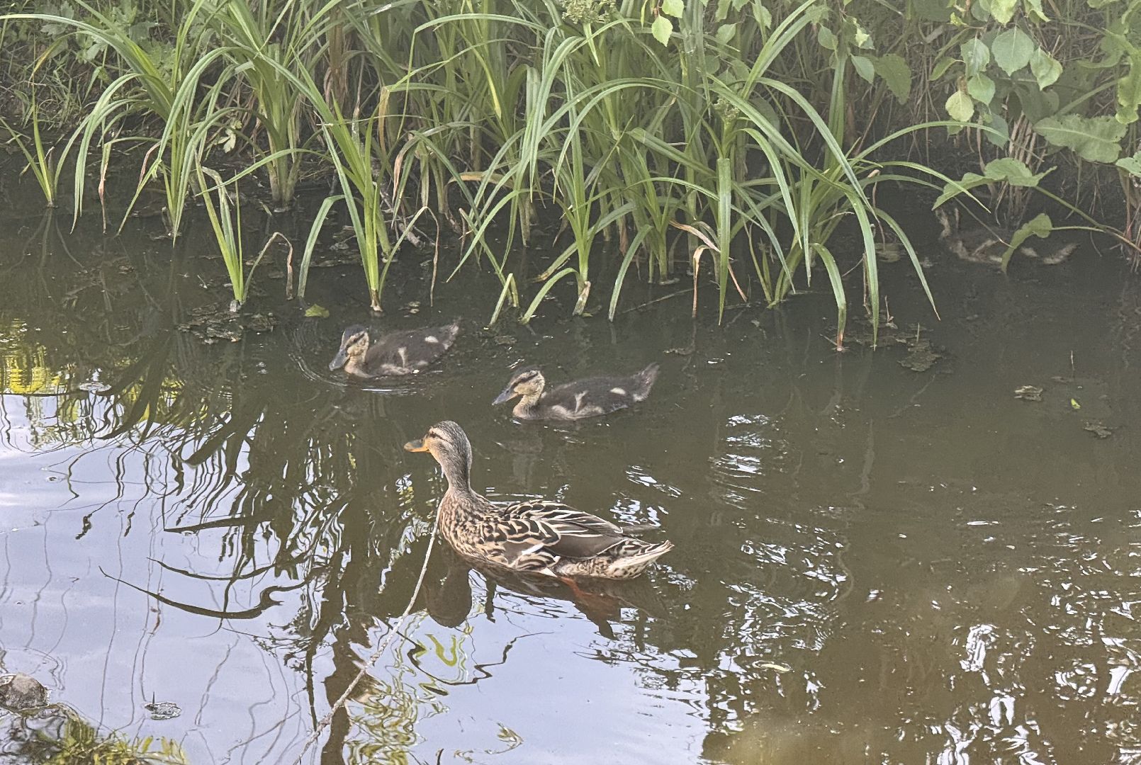 шаховская, утки, утята,