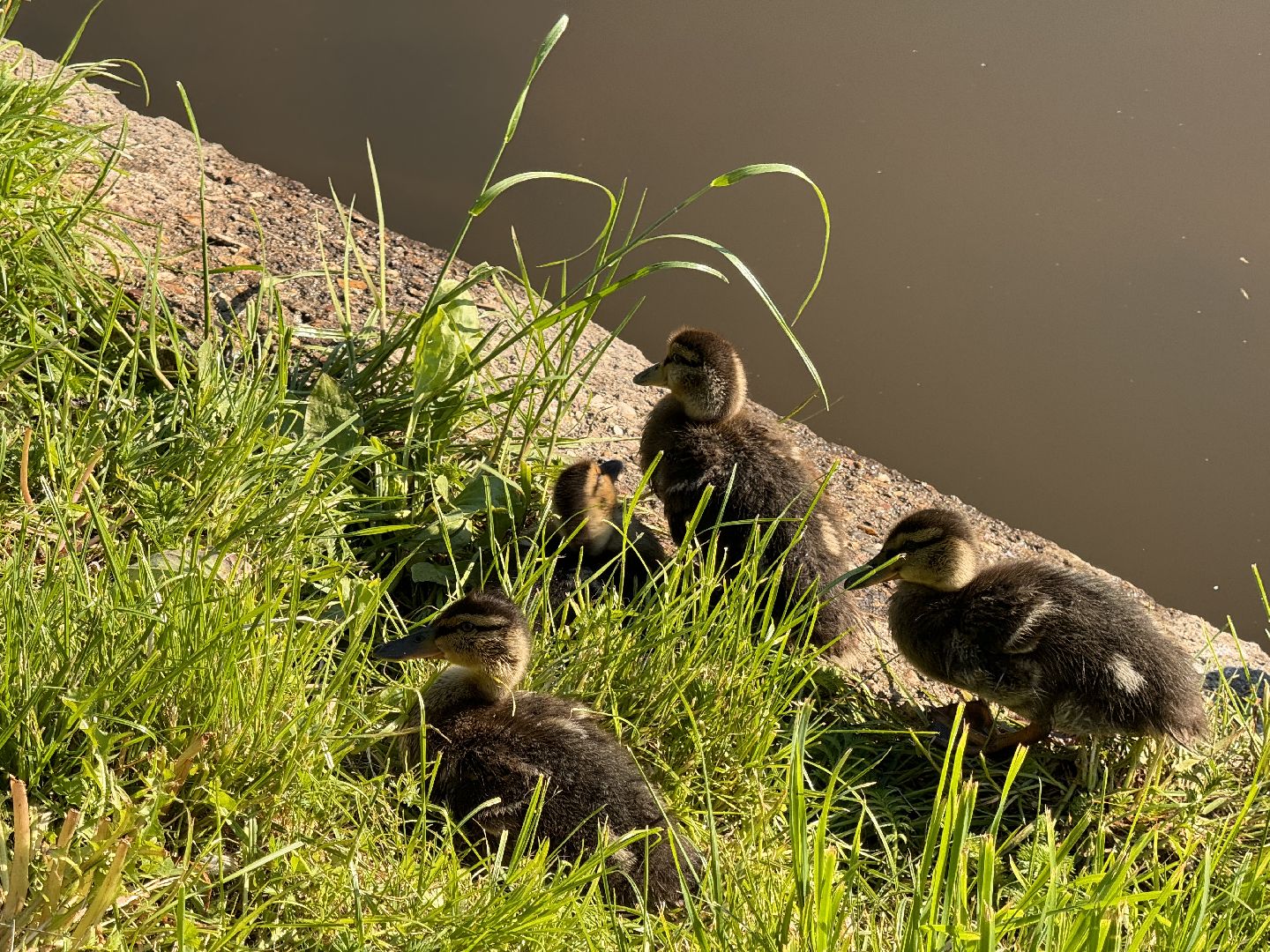 шаховская, утки, утята,