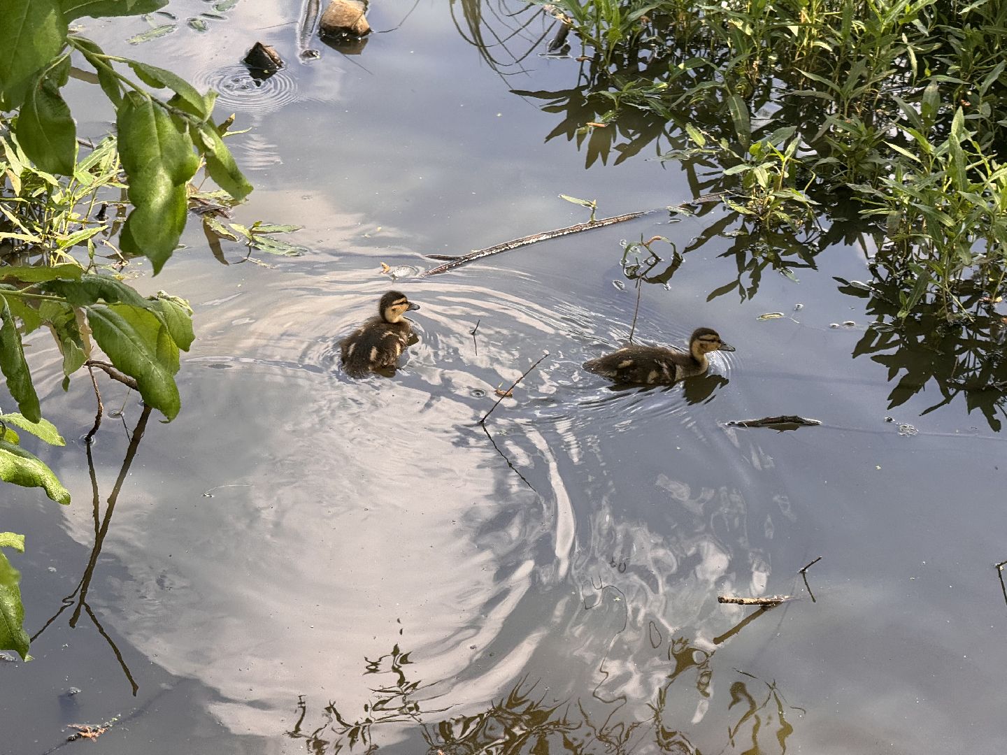 шаховская, утки, утята,