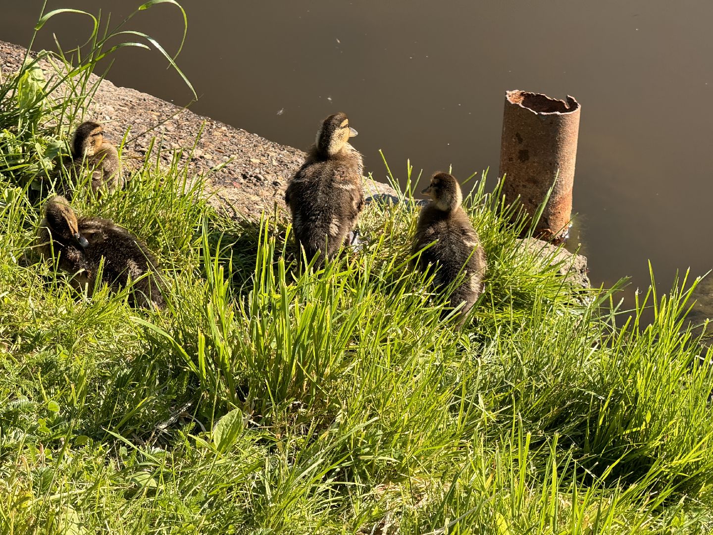 шаховская, утки, утята,