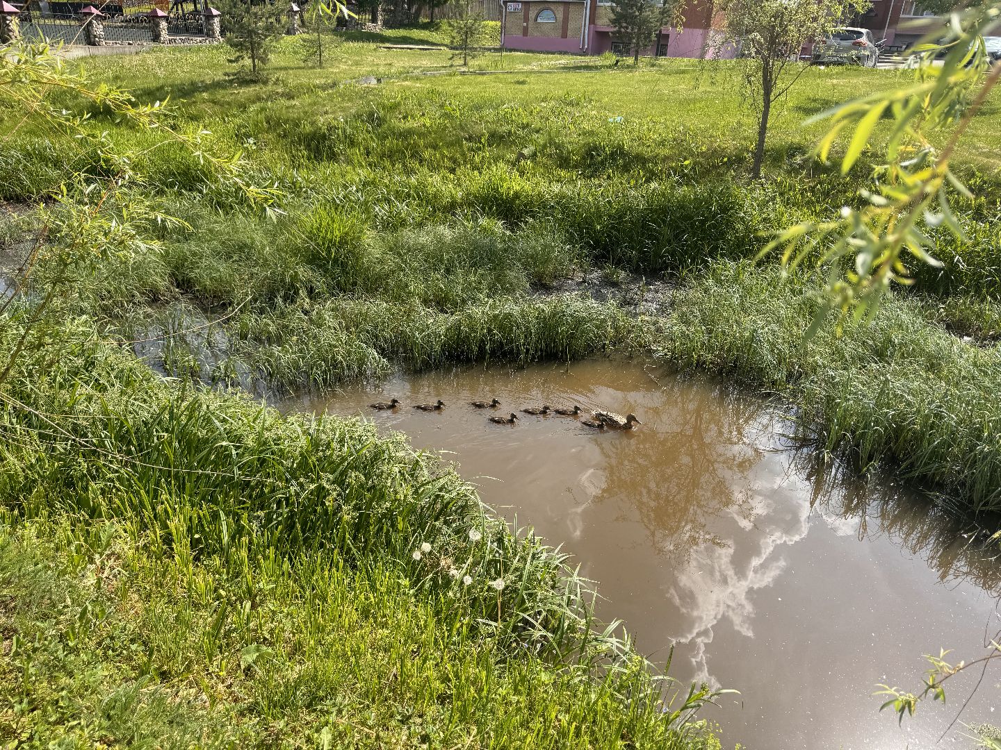шаховская, утки, утята,