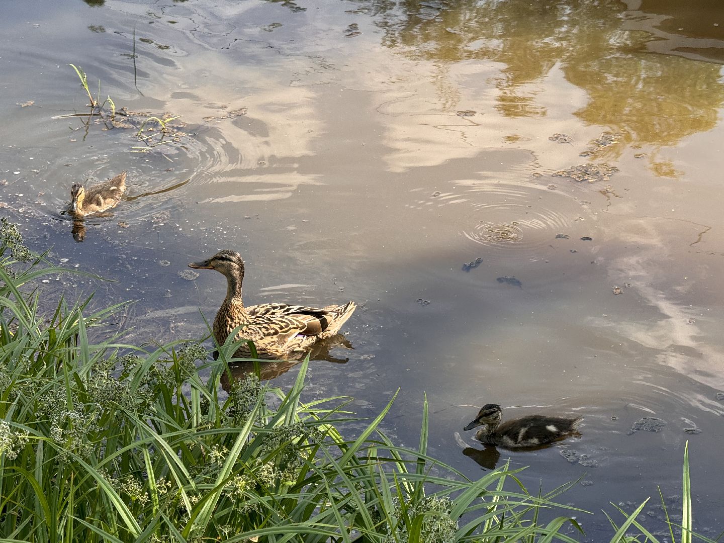 шаховская, утки, утята,
