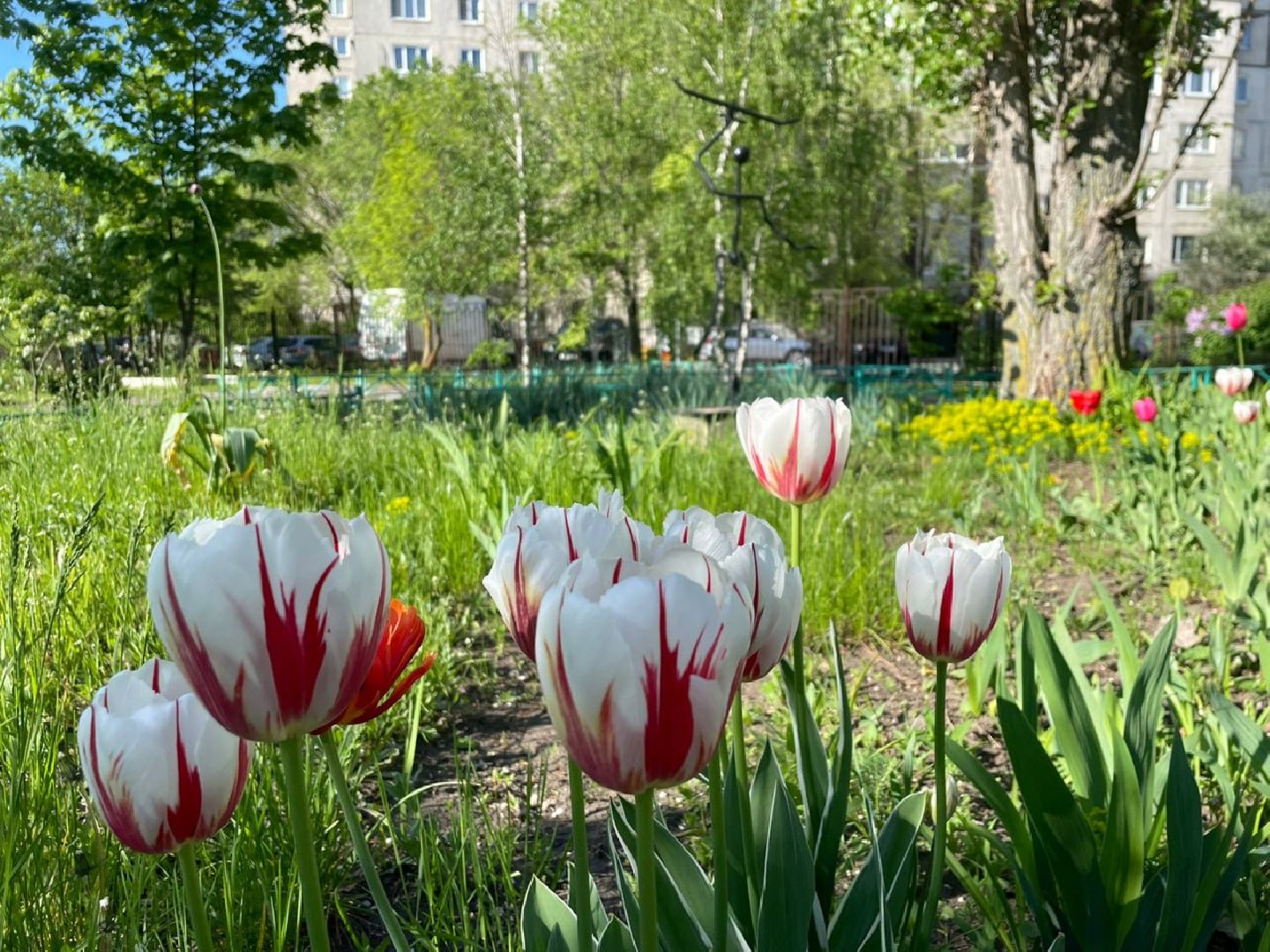 Город-сад, творческий конкурс, Ольга Пушкарева, ВООПИК, Союз садоводов России, награждение,