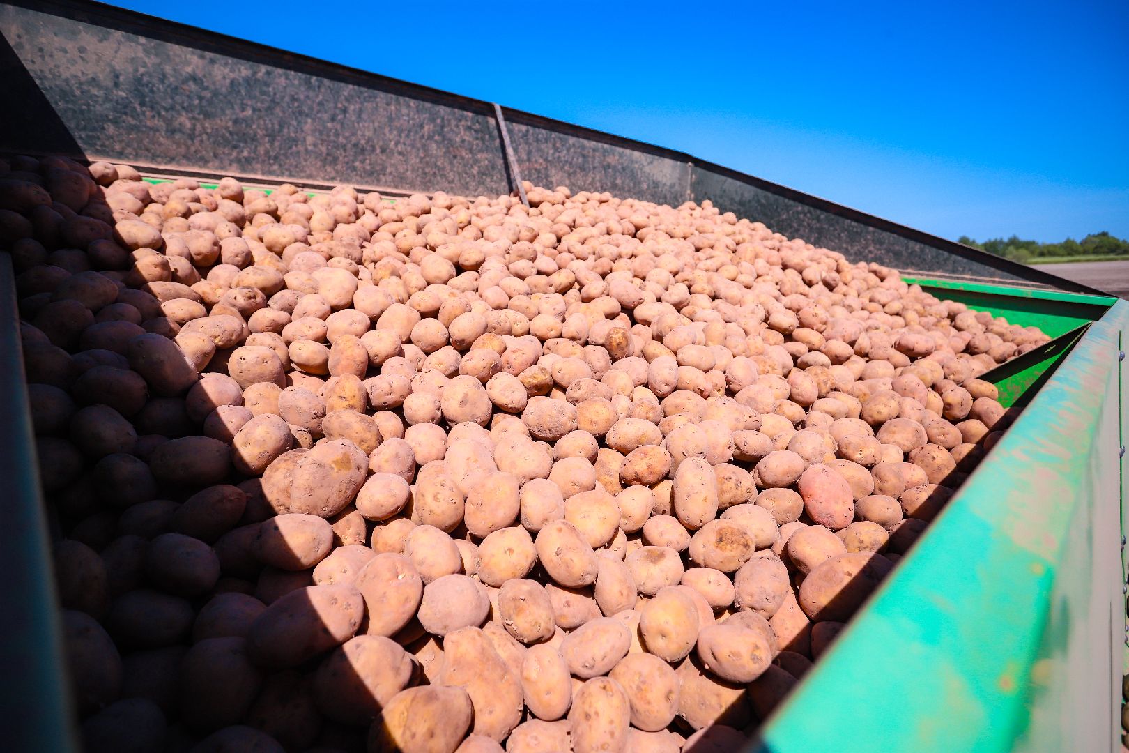 посевная, аграрии, Агрофорвард, Большая Шатура, картофель,