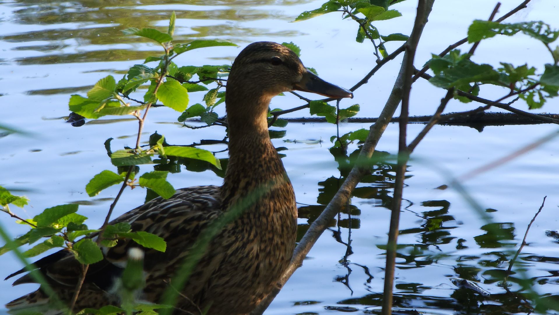 парки подмосковья, Лосино-Петровский, животные, птицы,