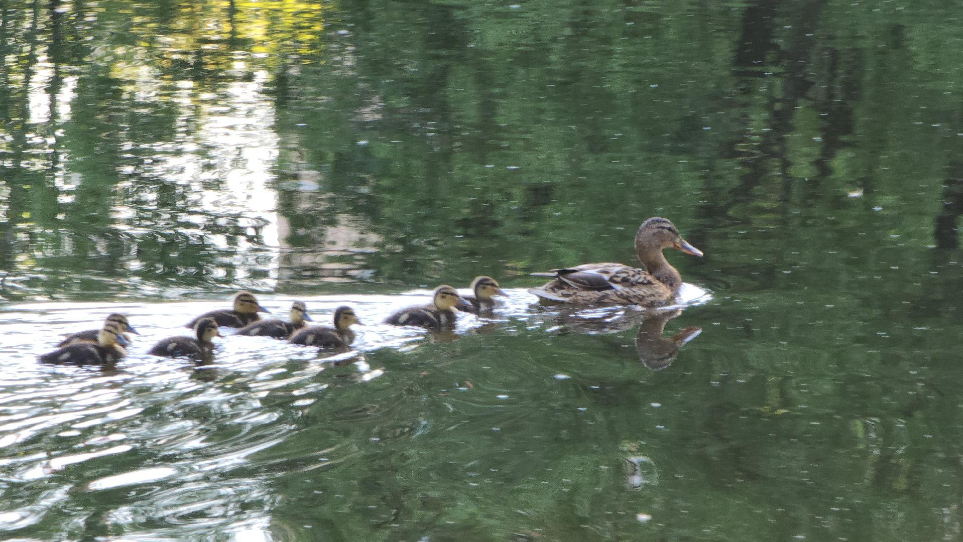 парки подмосковья, Лосино-Петровский, животные, птицы,