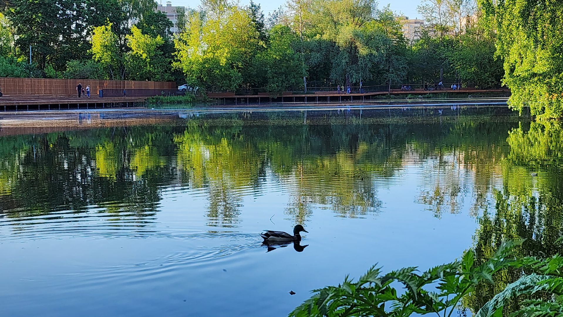 парки подмосковья, Лосино-Петровский, животные, птицы,