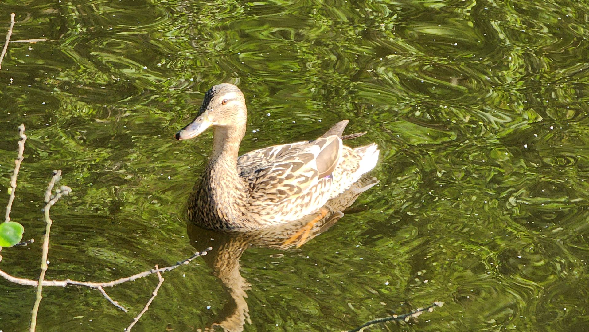 парки подмосковья, Лосино-Петровский, животные, птицы,