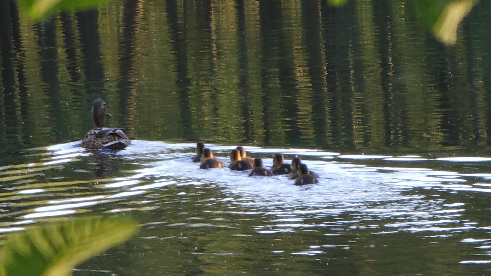 парки подмосковья, Лосино-Петровский, животные, птицы,