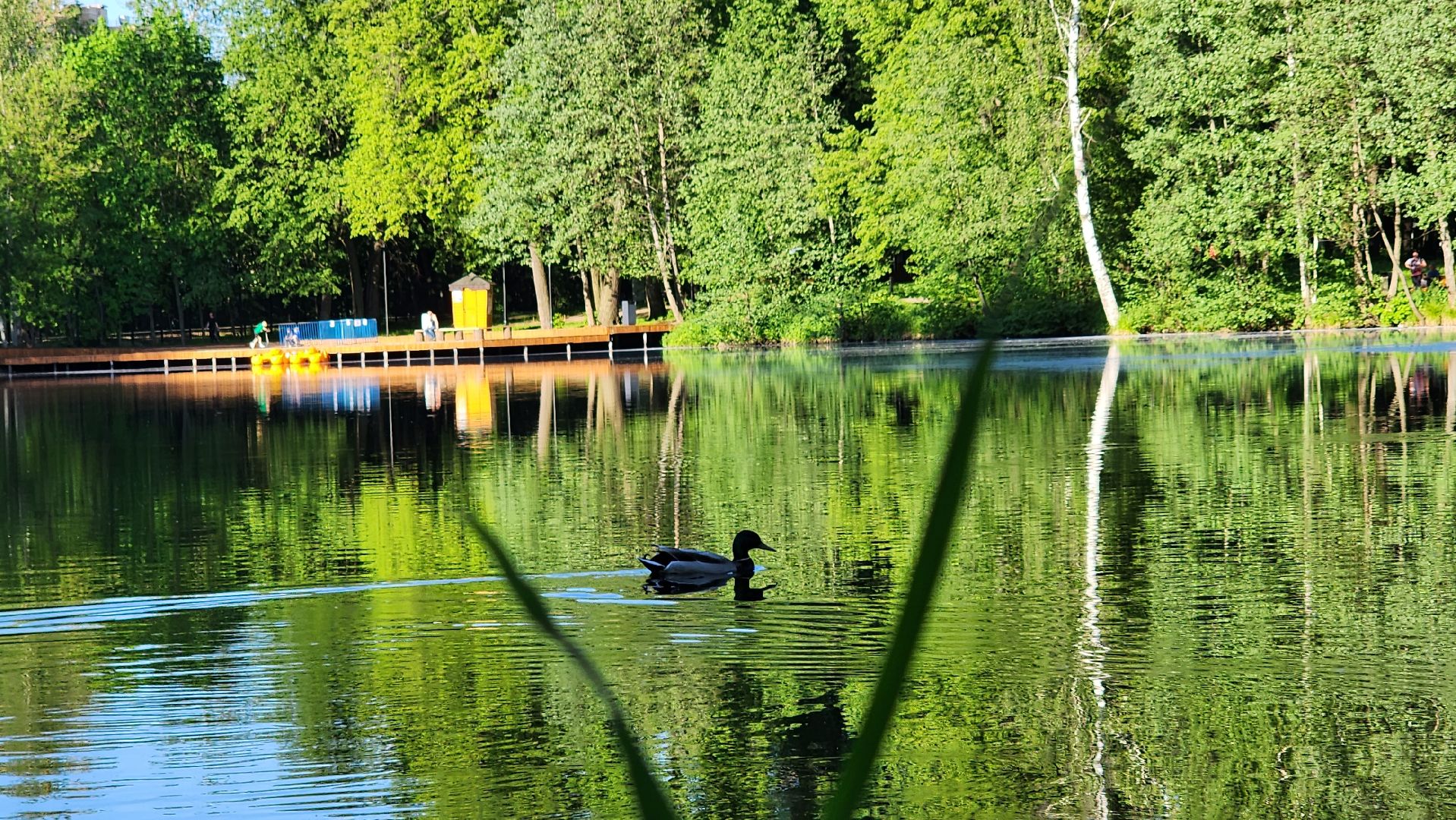 парки подмосковья, Лосино-Петровский, животные, птицы,
