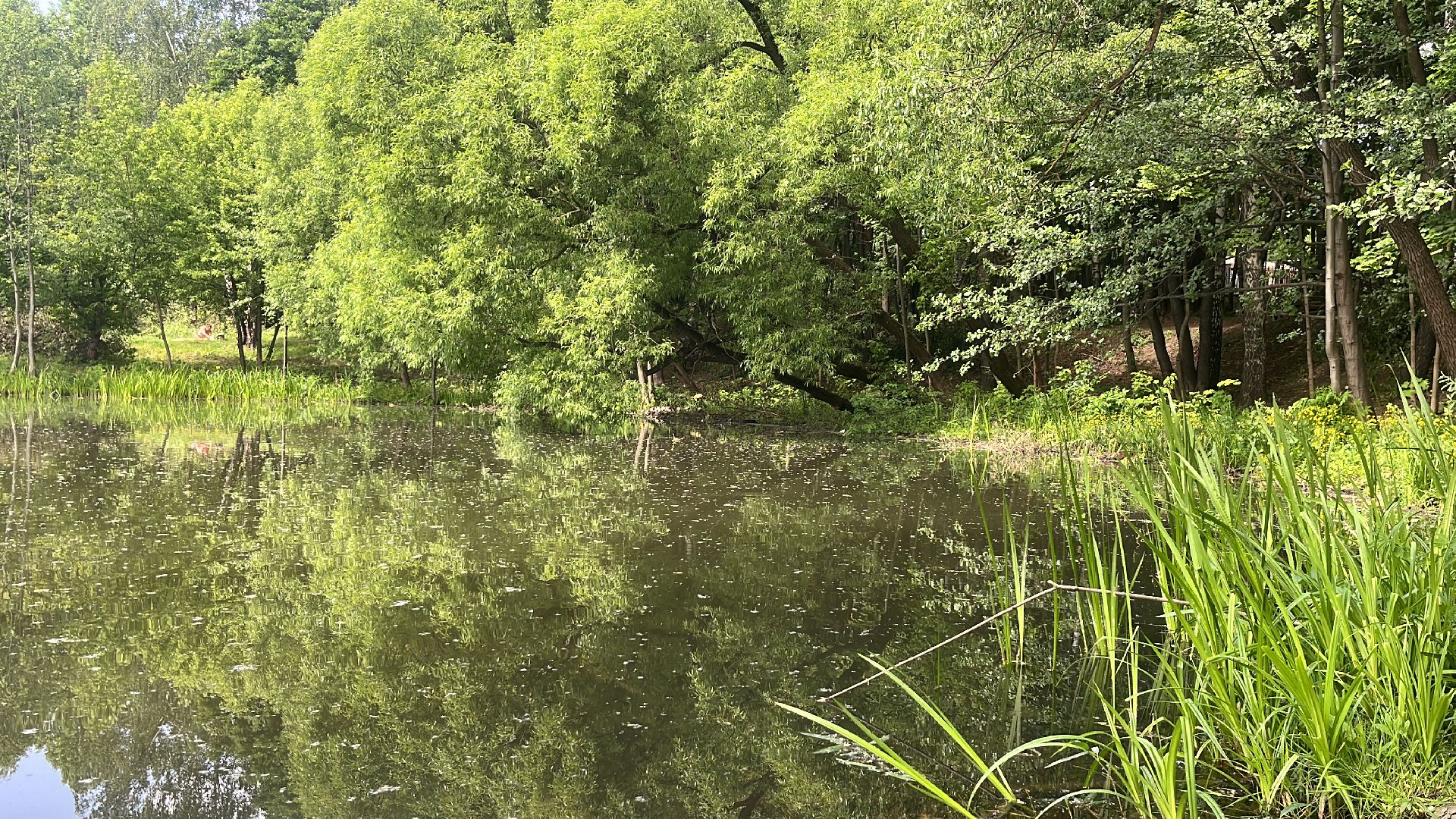 благоустройство, пруд, набережная, лесопарк, кучинский лесопарк,