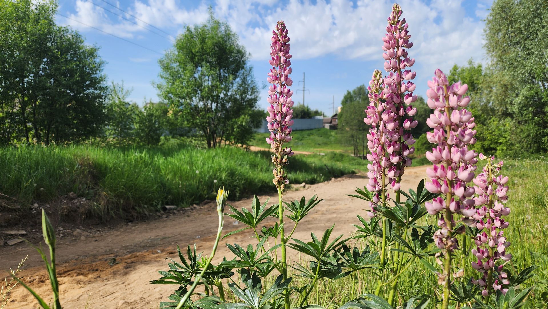 Одинцово, Малые вязмы, пешком, благоустройство, губернаторская программа, пешеходные дороги,