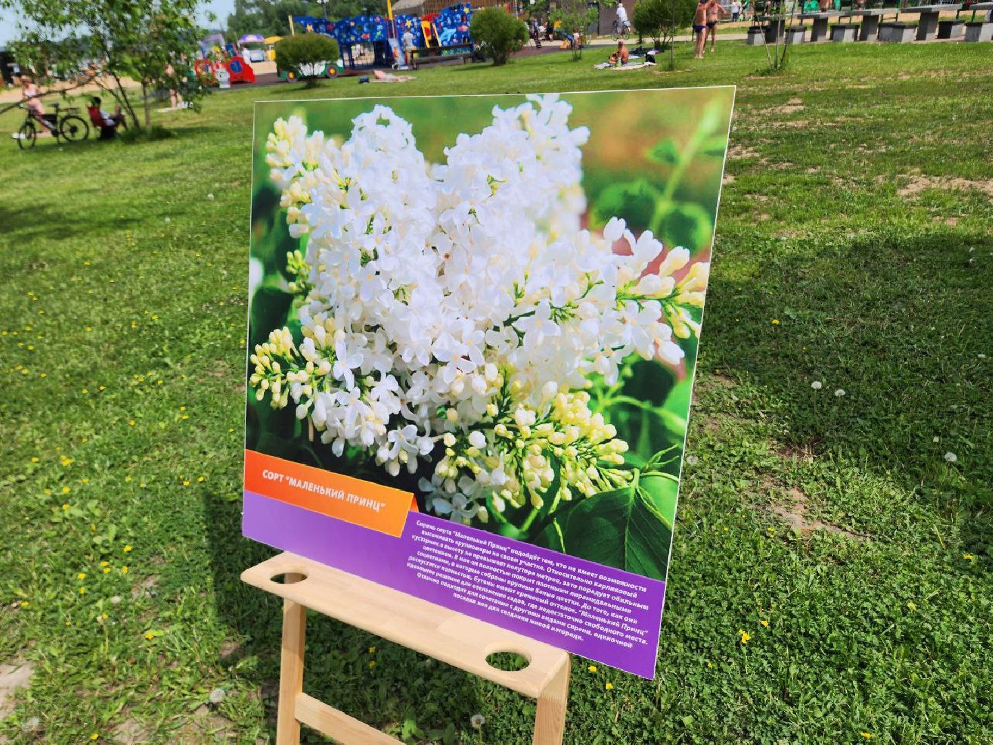 солнечногорск, сирень, Фестиваль сирени, Праздник, Жители,