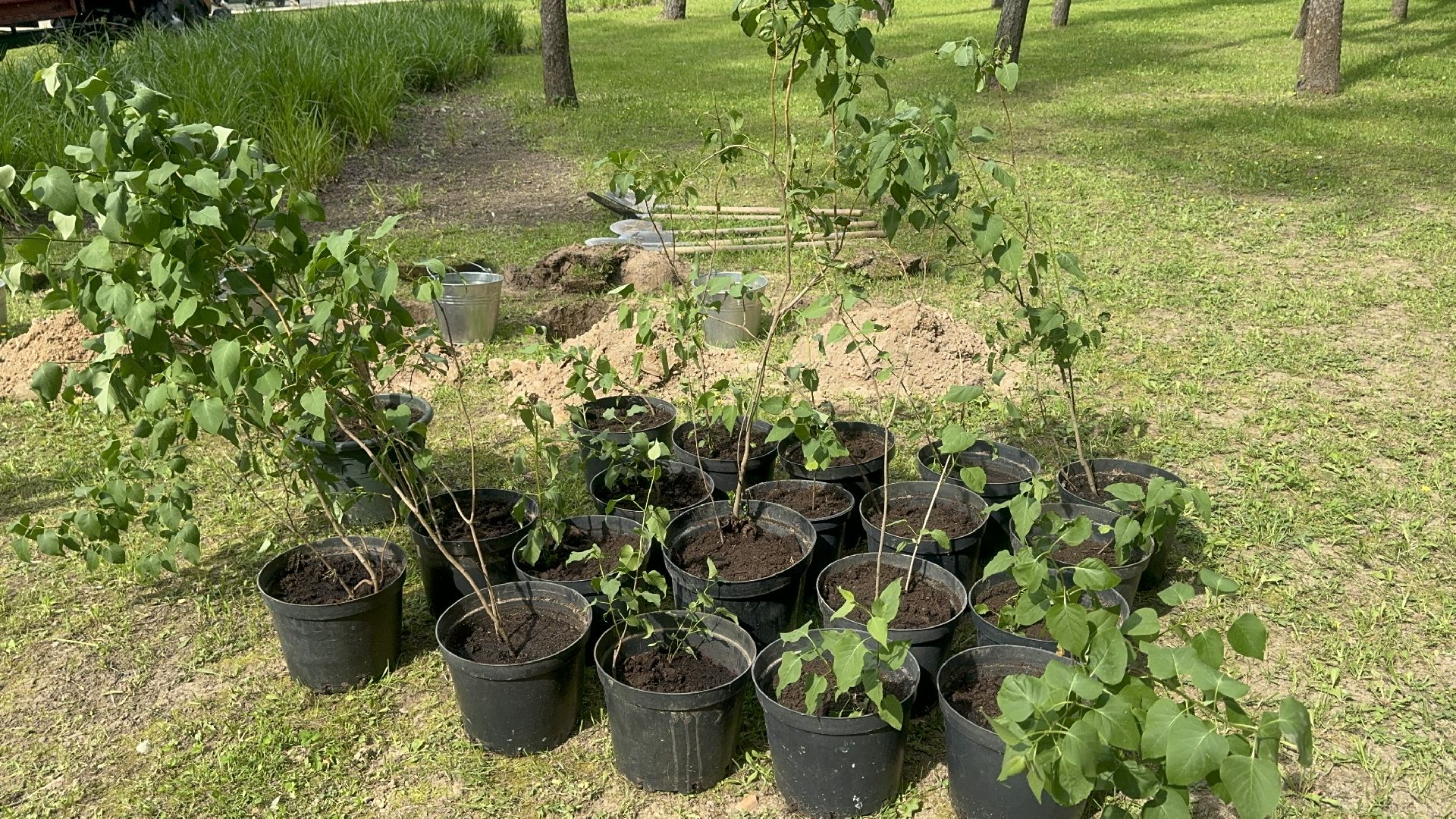 Солнечногорск, Фестиваль сирени, Высадка сирени, Мария Захарова, Праздник,
