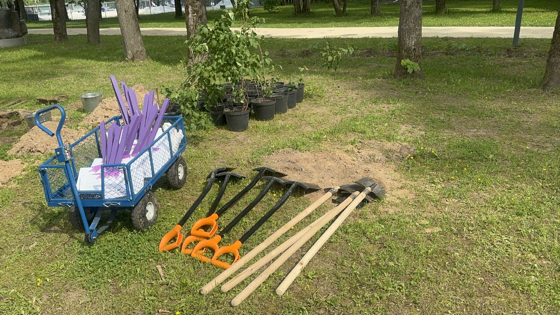 Солнечногорск, Фестиваль сирени, Высадка сирени, Мария Захарова, Праздник,