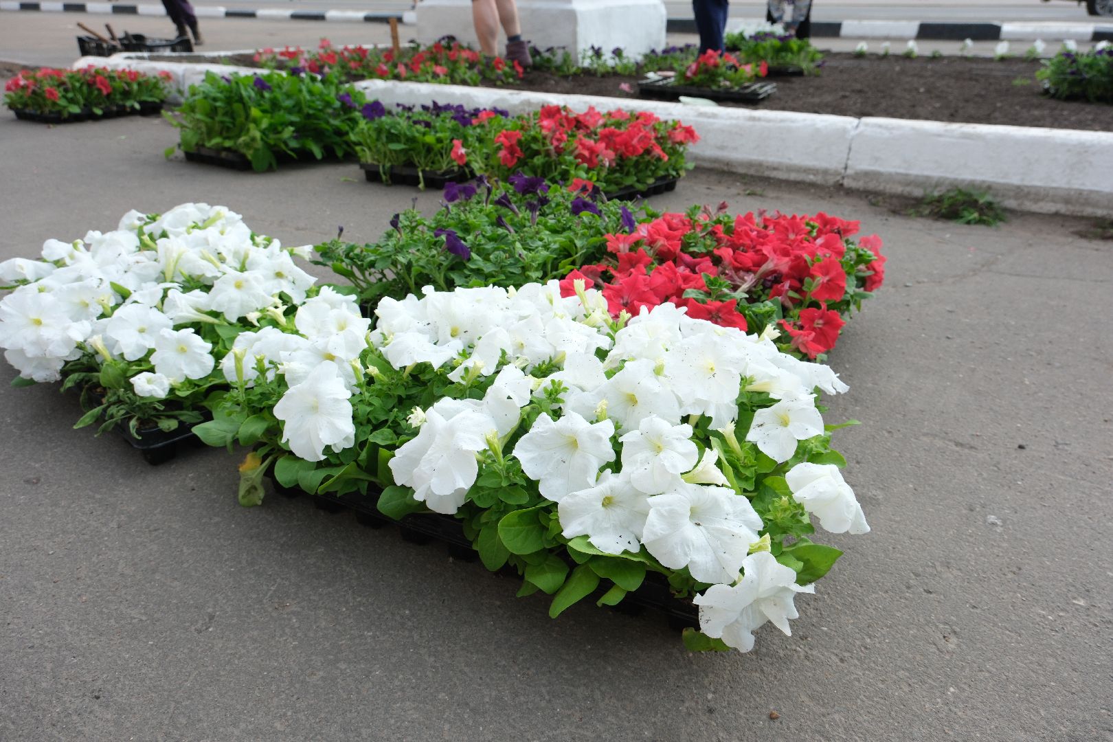 лыткарино, цветы, высадка, жкх,