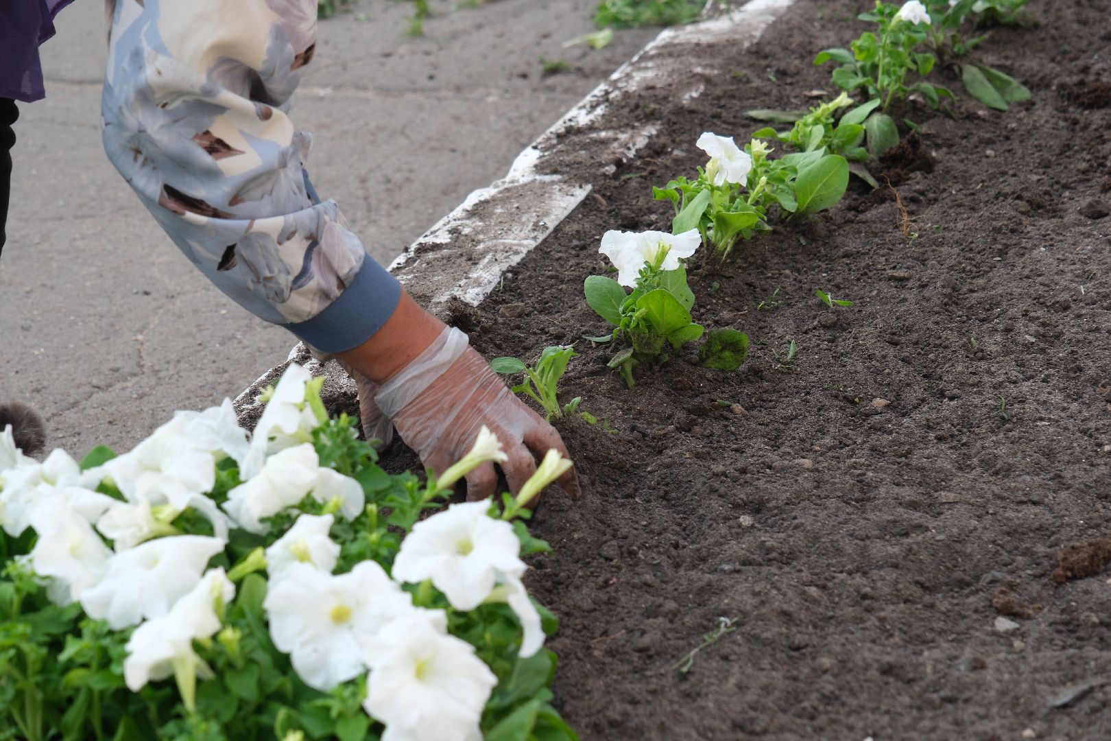 лыткарино, цветы, высадка, жкх,