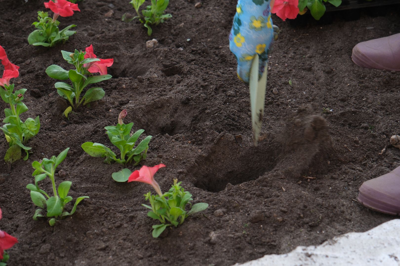 лыткарино, цветы, высадка, жкх,