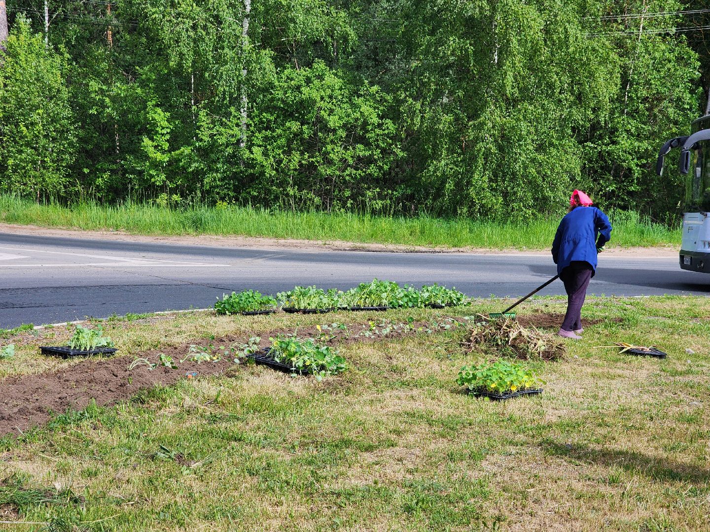 Цветы, Благоустройство, Клумбы, Протвино, Сезонное благоустройство,