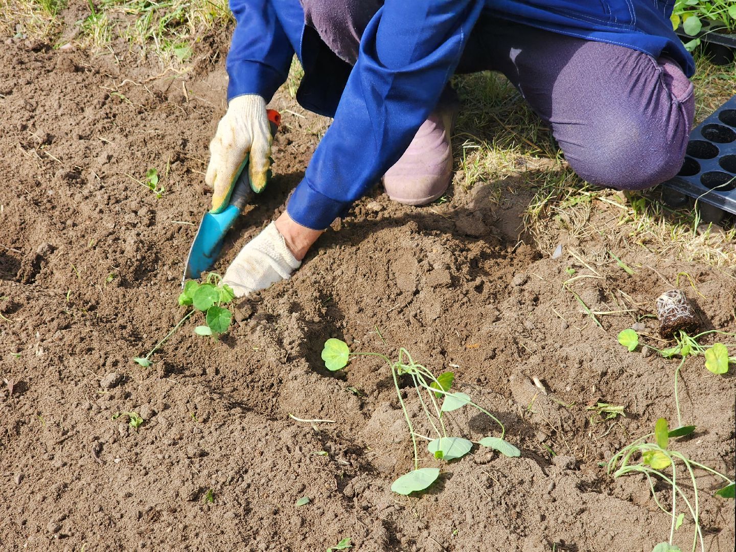 Цветы, Благоустройство, Клумбы, Протвино, Сезонное благоустройство,