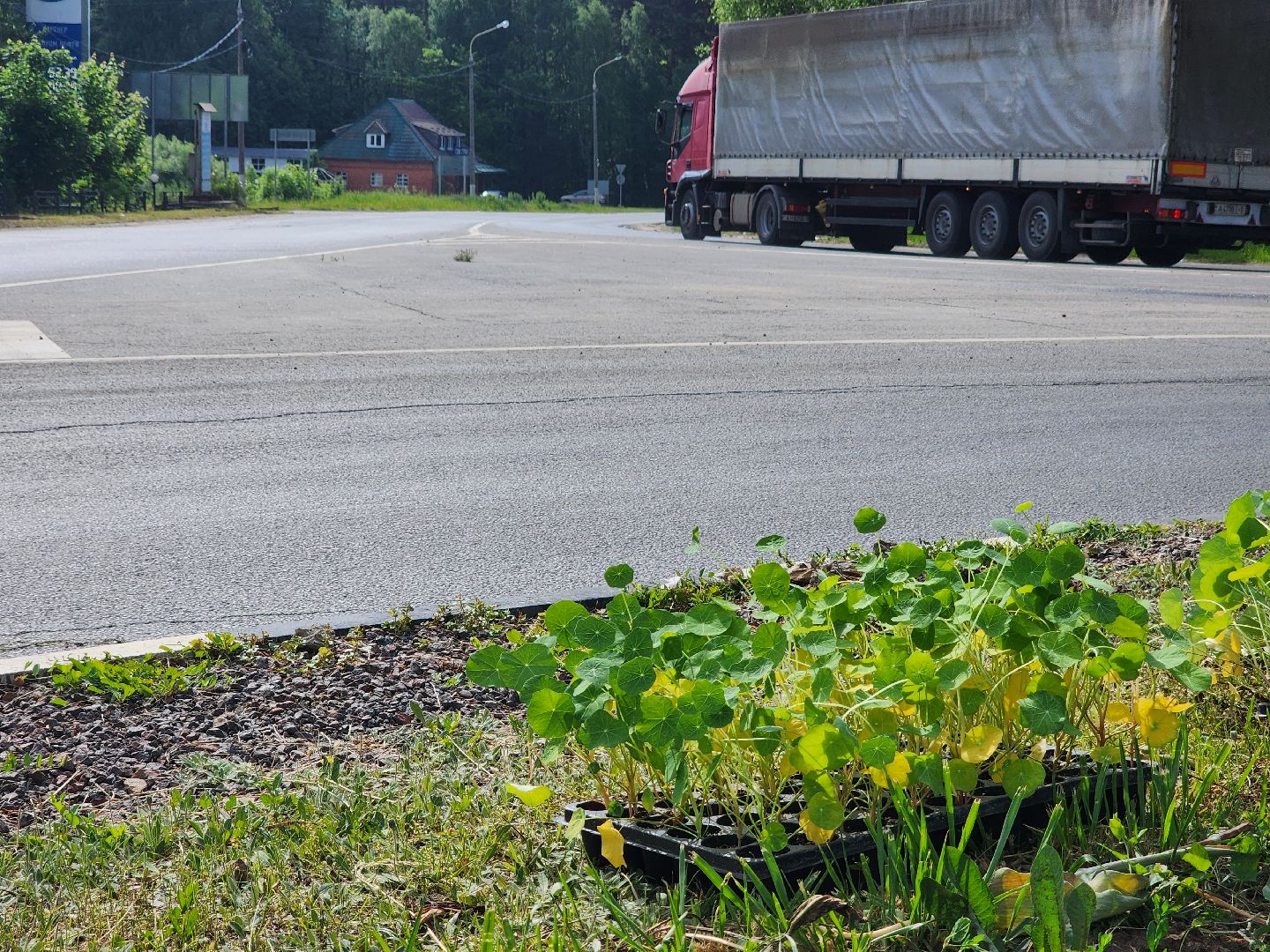 Цветы, Благоустройство, Клумбы, Протвино, Сезонное благоустройство,