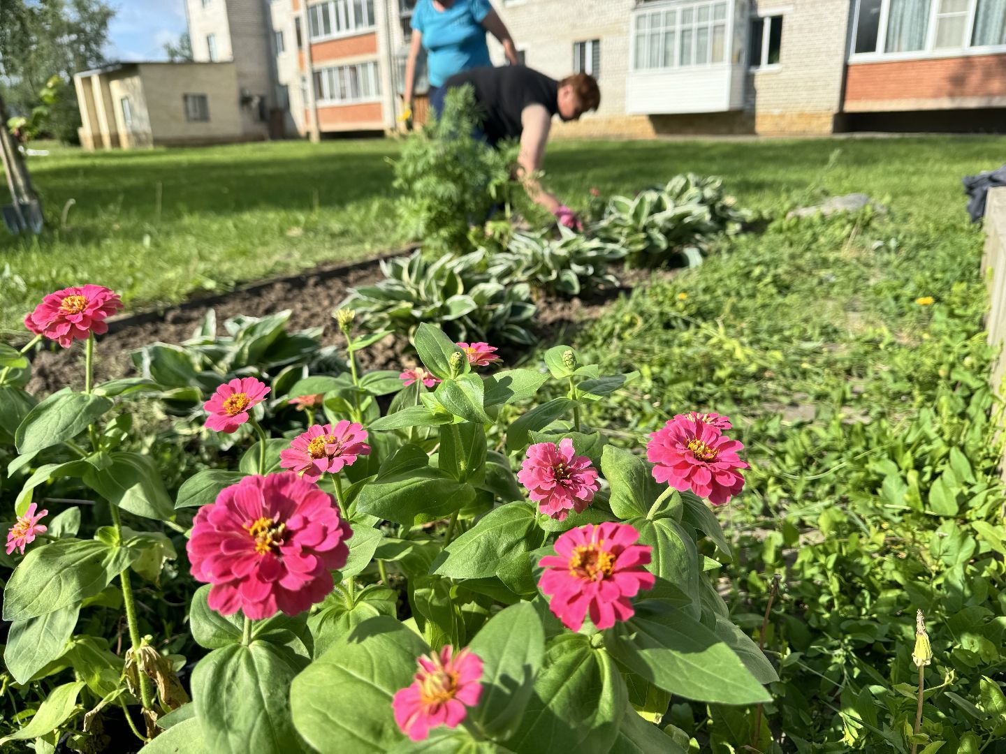 шаховская, высадка цветов, коммунальная служба, клумбы,