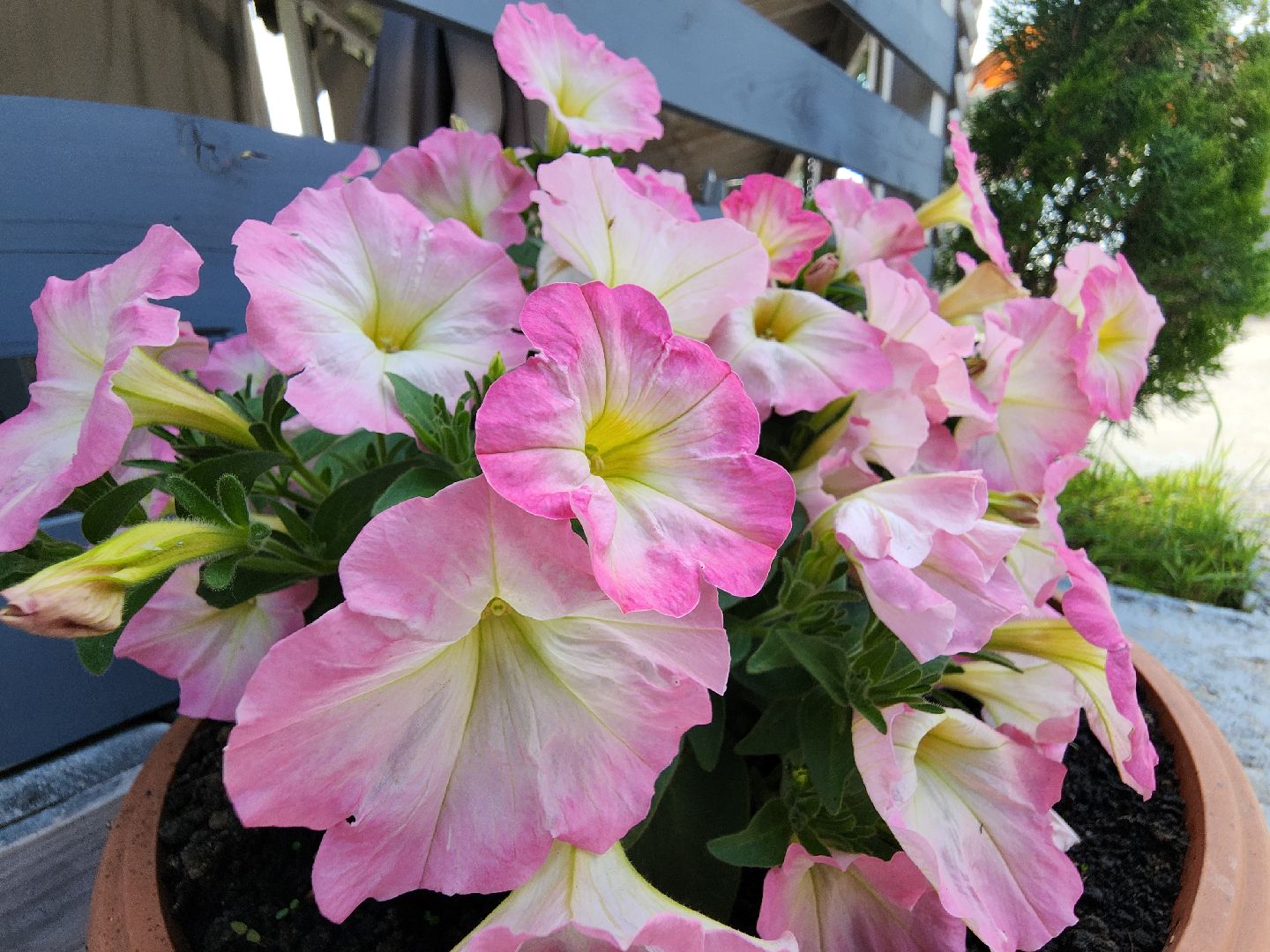 Туризм, туризм в рузе, туризм в подмосковье, лето в подмосковье, Лето в рузе, летняя веранда, руза,