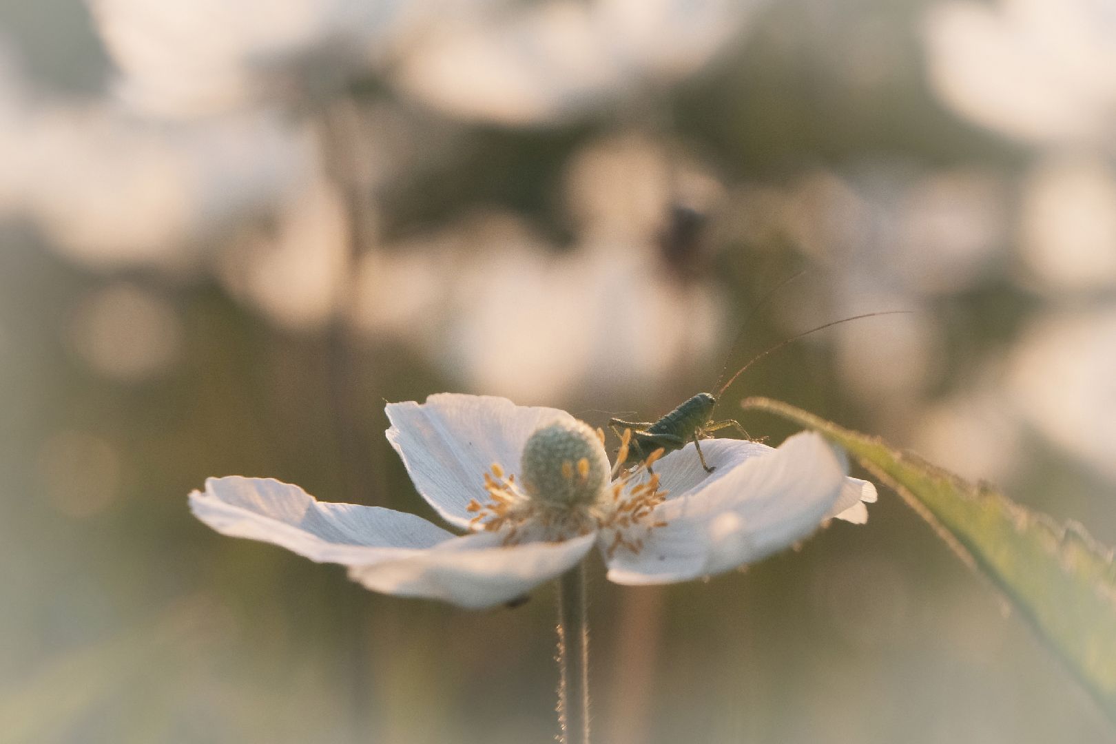 пущино, серпухов, туризм в подмосковье, лето в подмосковье,
