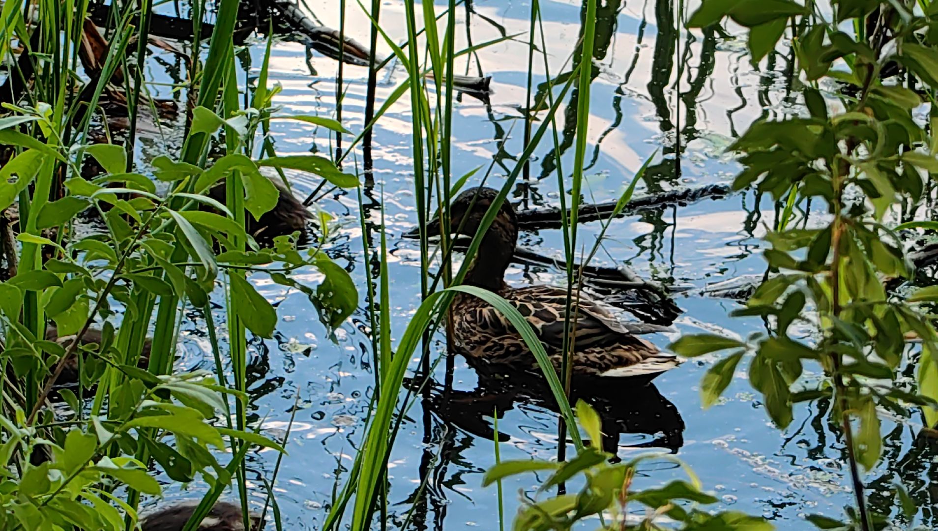 утки, корм для уток, аппарат с кормом, парк, река, щёлково, животные,