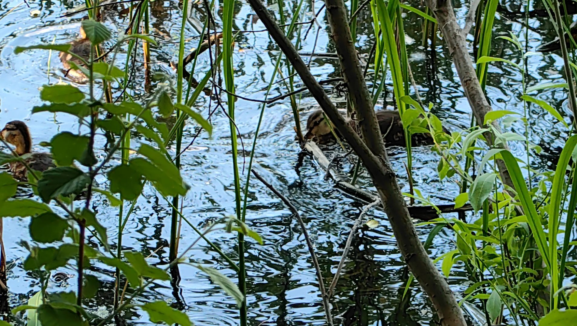 утки, корм для уток, аппарат с кормом, парк, река, щёлково, животные,