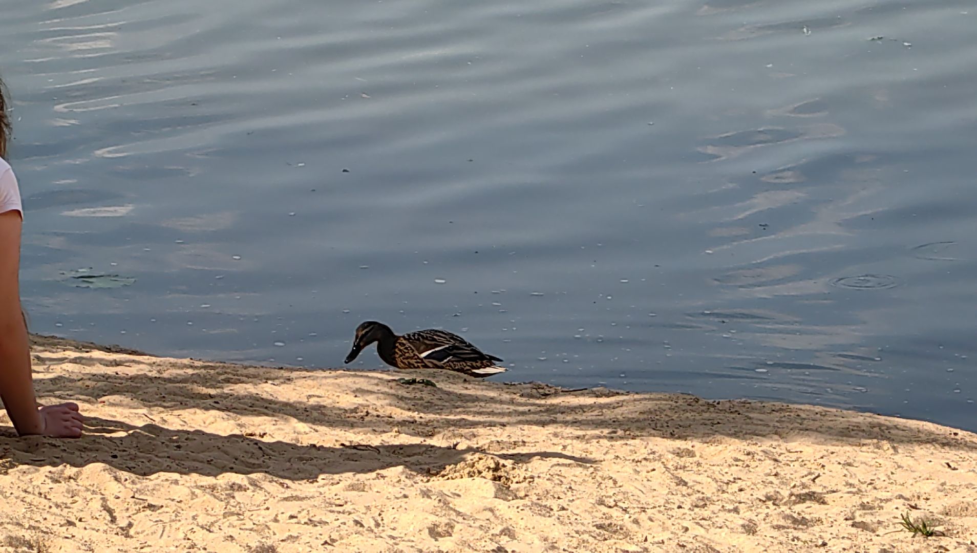 утки, корм для уток, аппарат с кормом, парк, река, щёлково, животные,