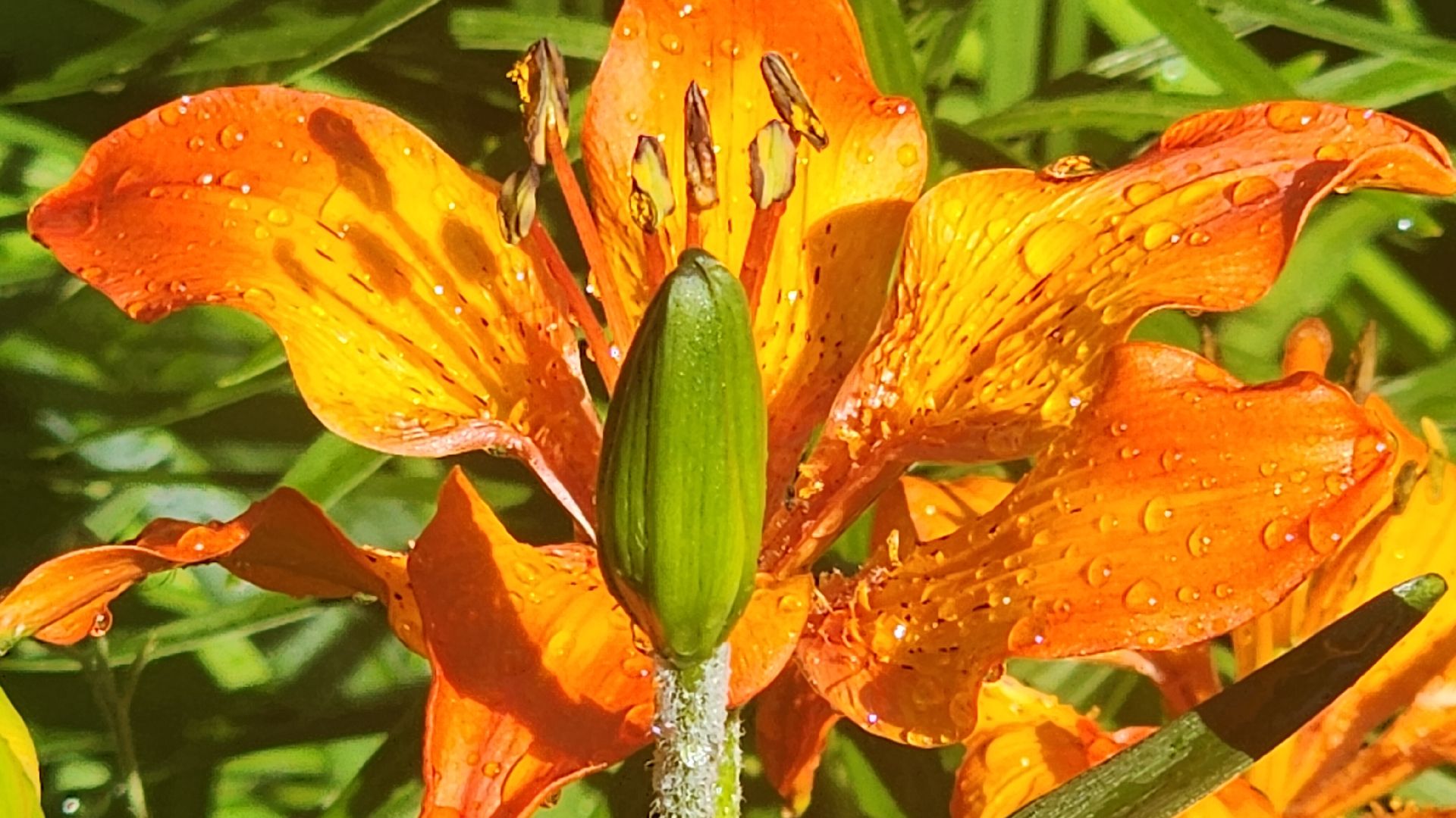 Звенигород кинематографический, По местам киносьемок, культура,