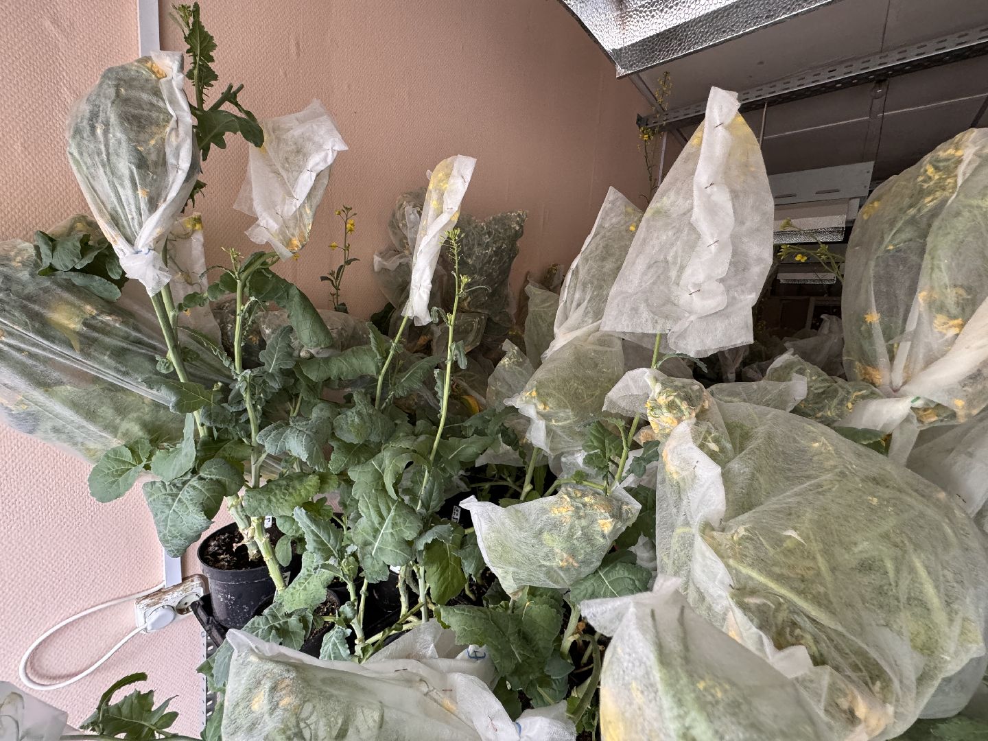 Одинцово, Федеральный научный центр овощеводства, Молодые учные,