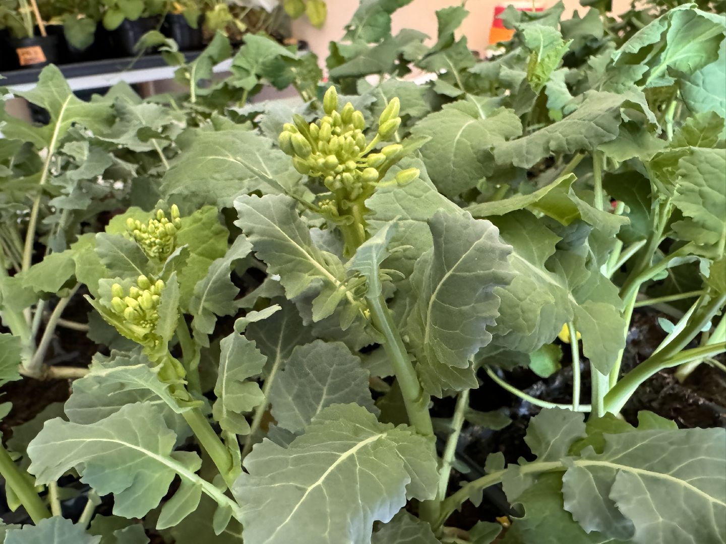 Одинцово, Федеральный научный центр овощеводства, Молодые учные,