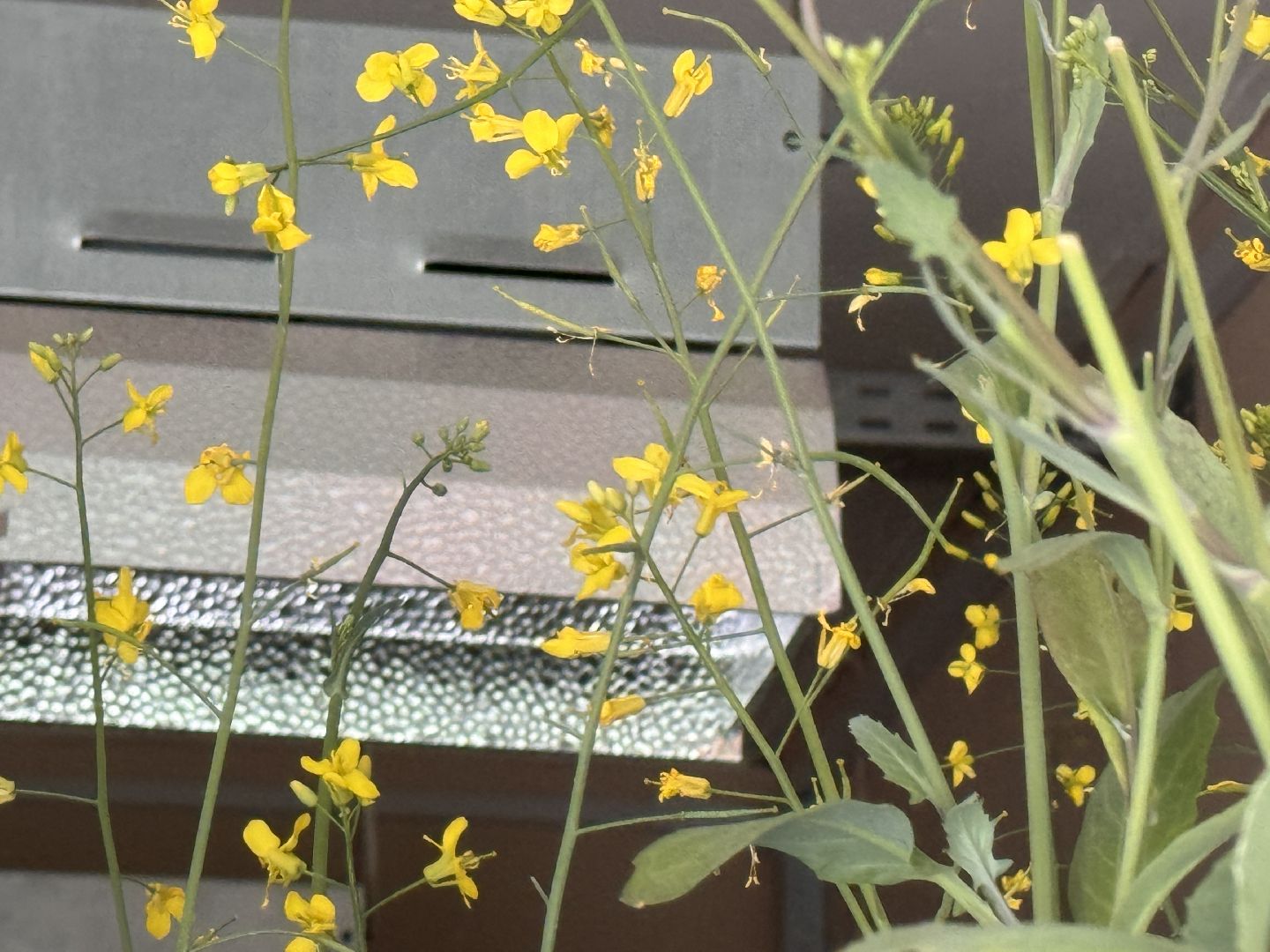 Одинцово, Федеральный научный центр овощеводства, Молодые учные,