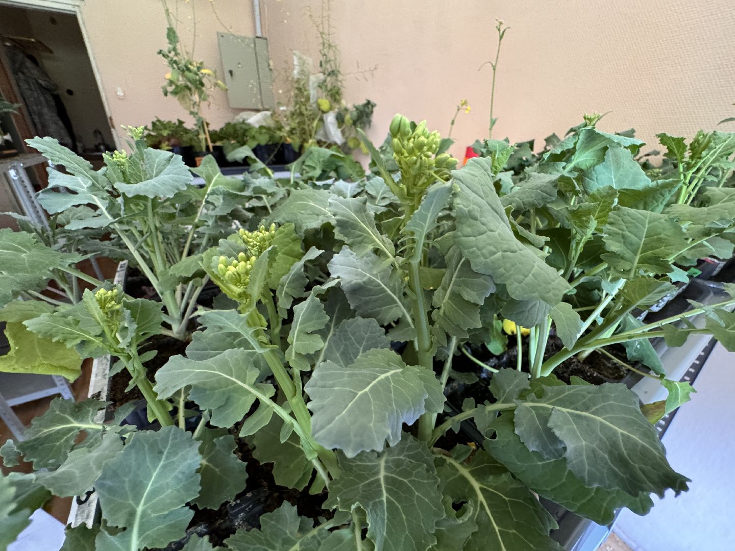 Одинцово, Федеральный научный центр овощеводства, Молодые учные,