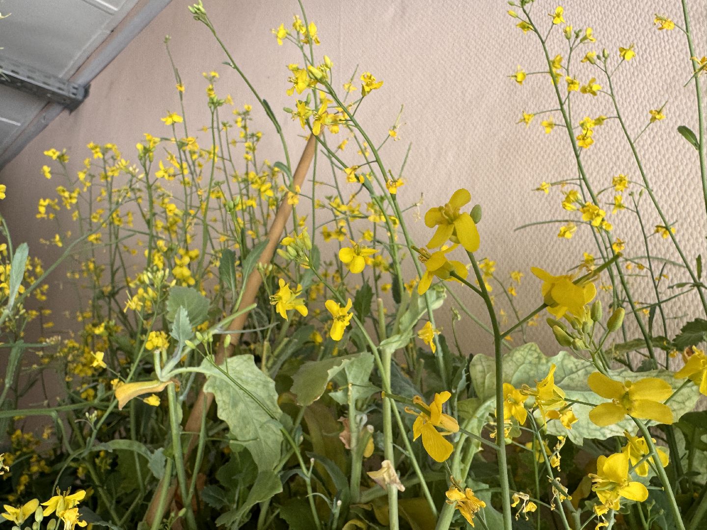 Одинцово, Федеральный научный центр овощеводства, Молодые учные,