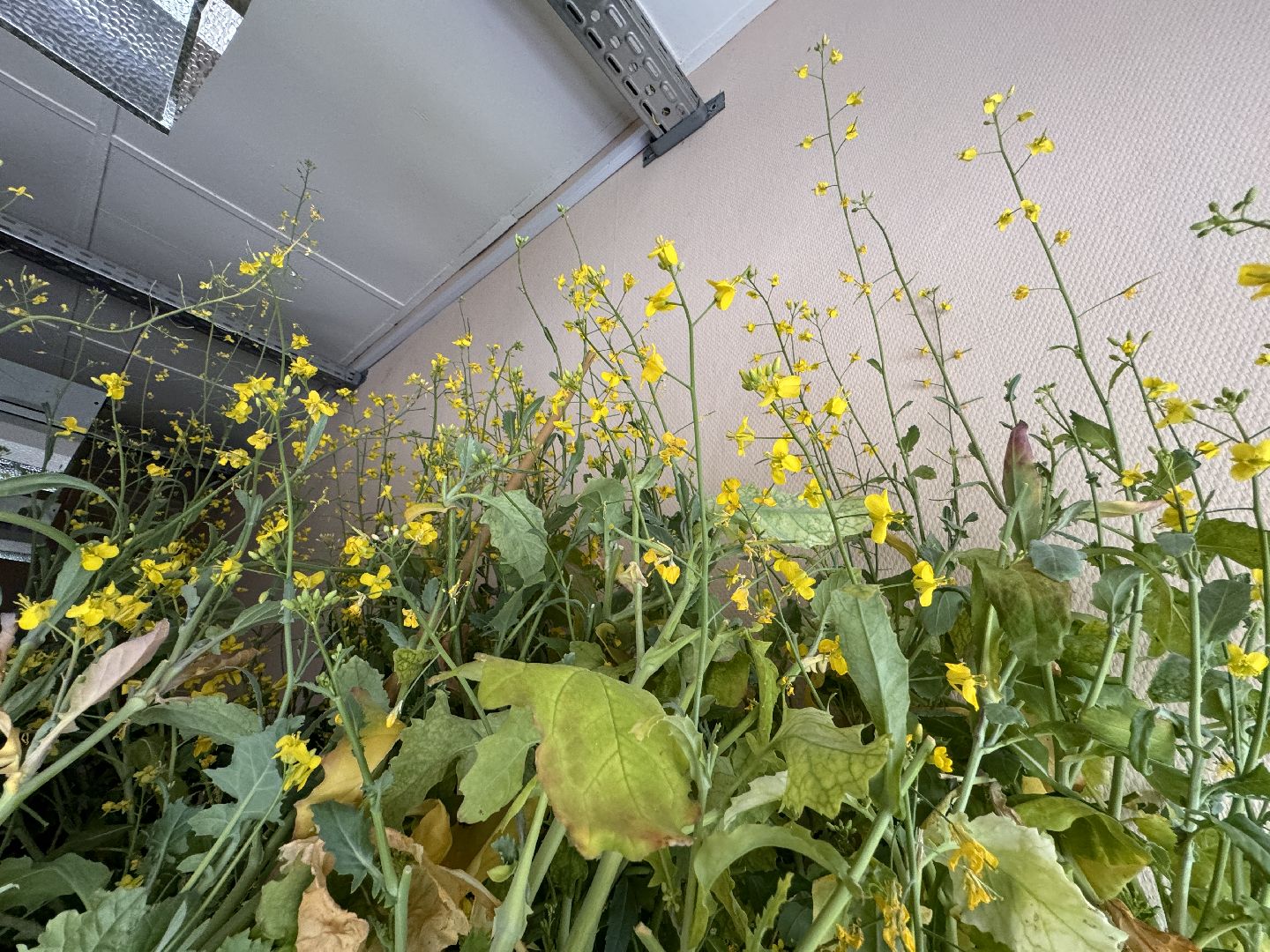 Одинцово, Федеральный научный центр овощеводства, Молодые учные,