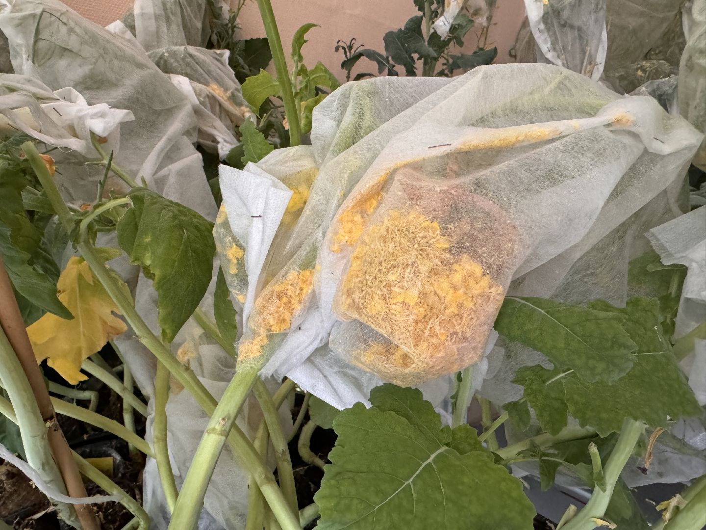 Одинцово, Федеральный научный центр овощеводства, Молодые учные,