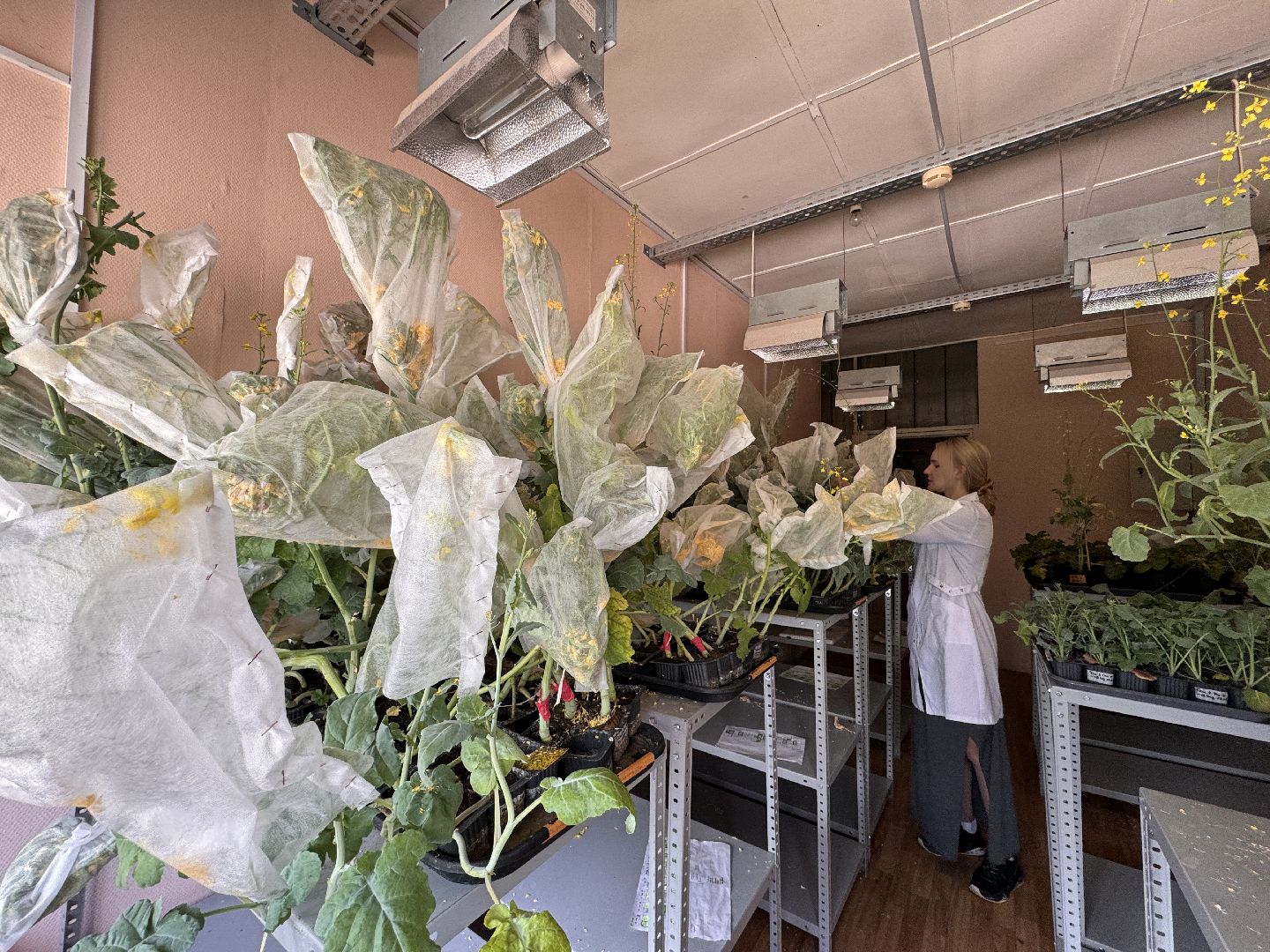 Одинцово, Федеральный научный центр овощеводства, Молодые учные,