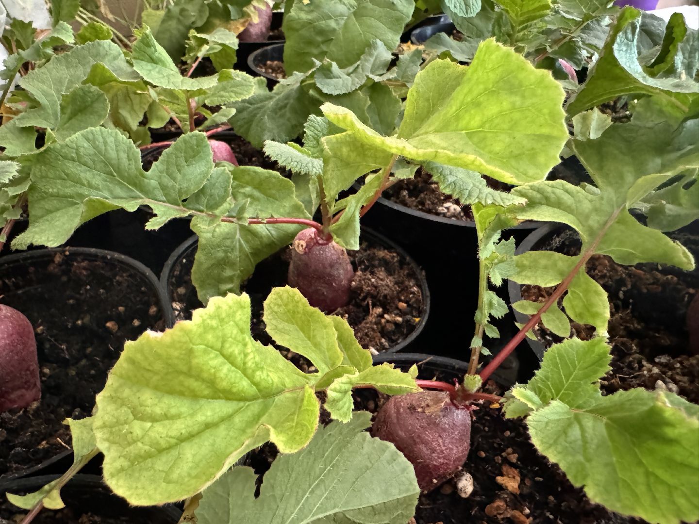 Одинцово, Федеральный научный центр овощеводства, Молодые учные,